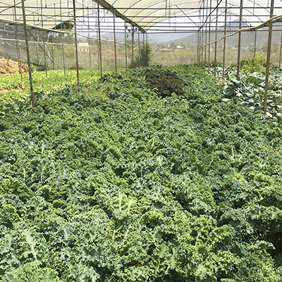 Vườn kale