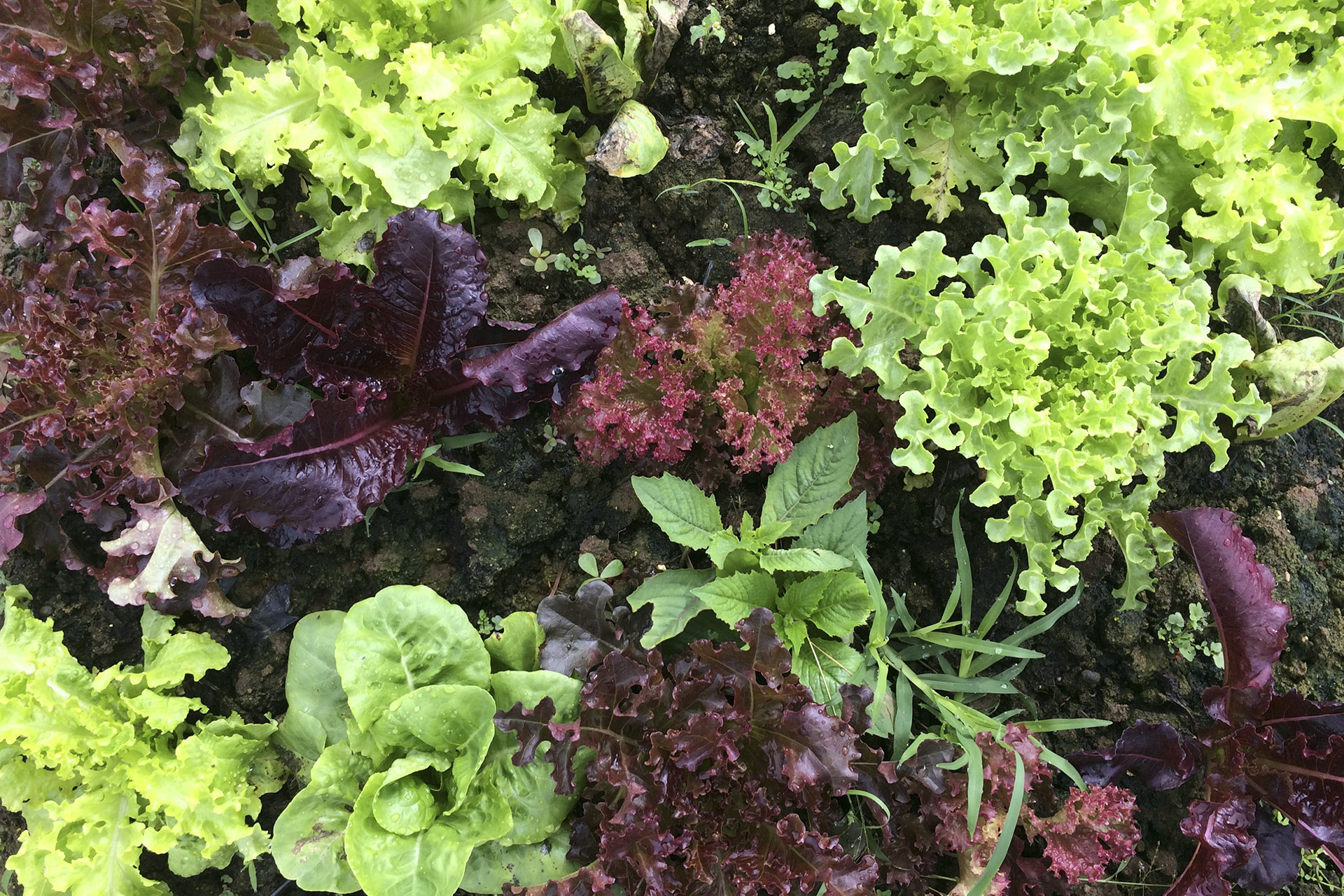 vuonrau.com farm
