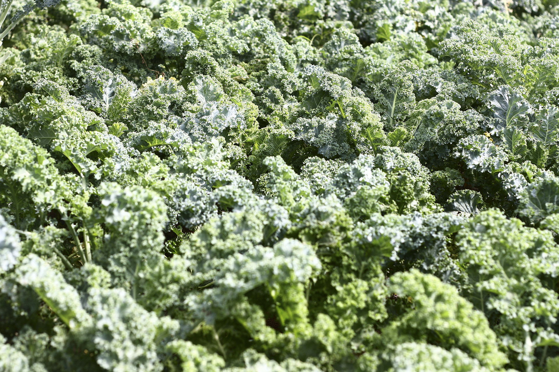 Cải xoăn (Kale)