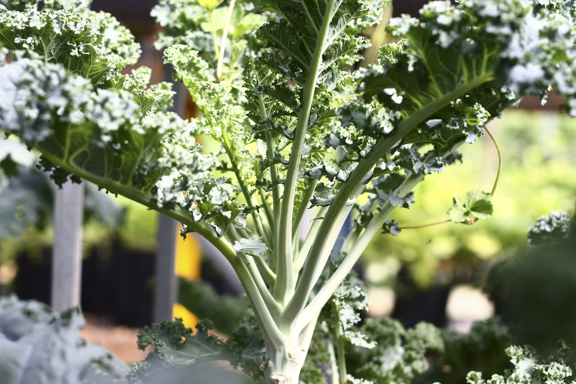 Cải xoăn (Kale)