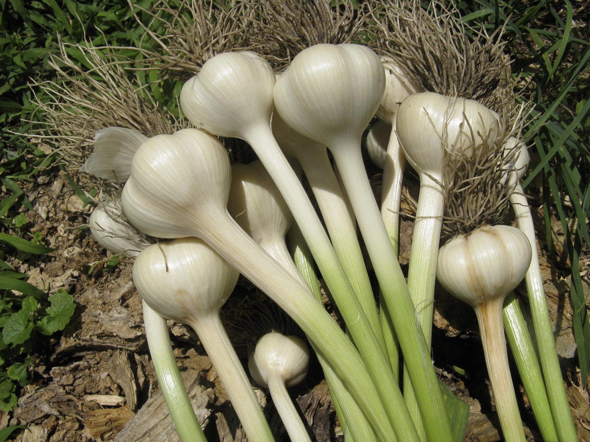 Củ Tỏi