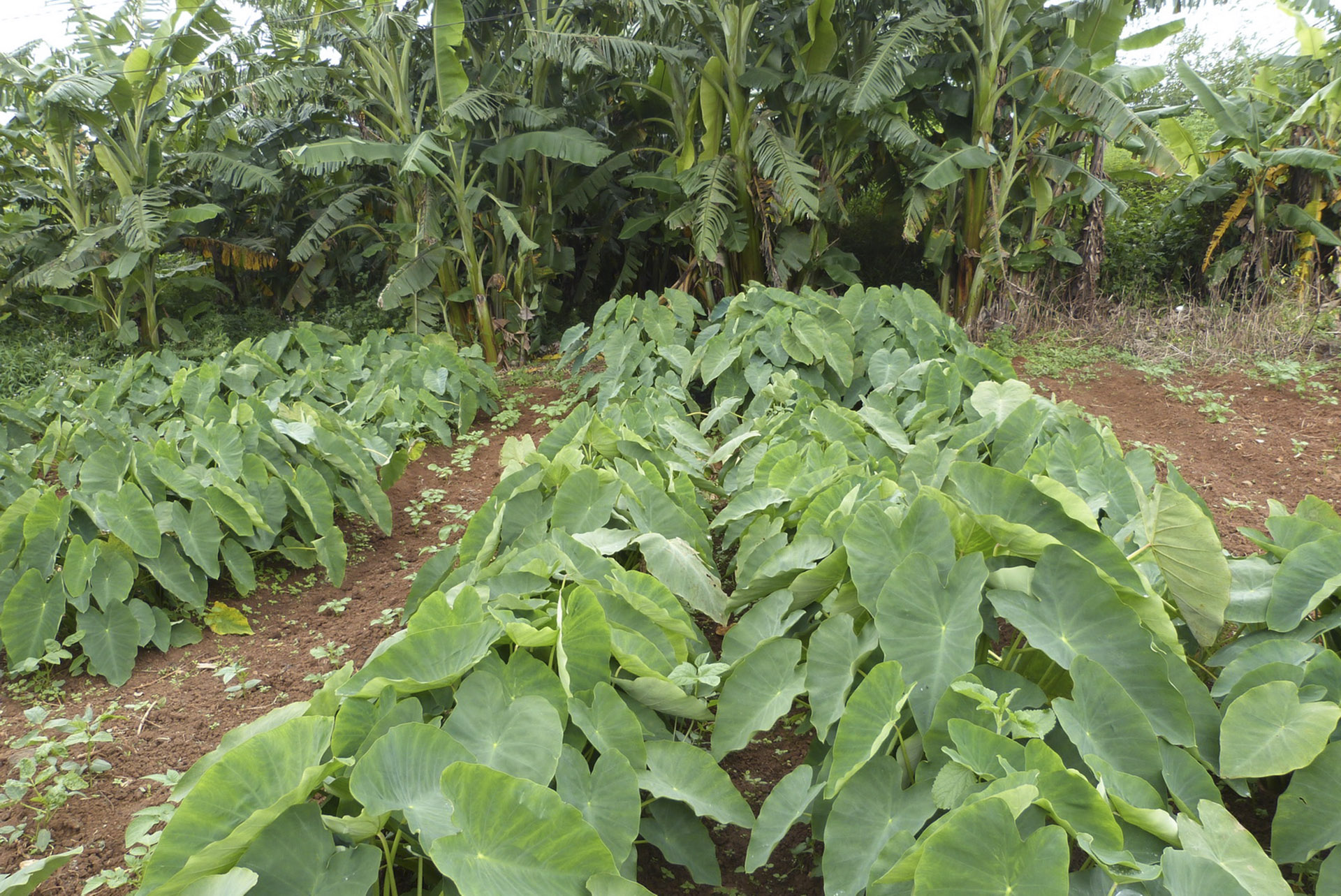 Khoai sọ