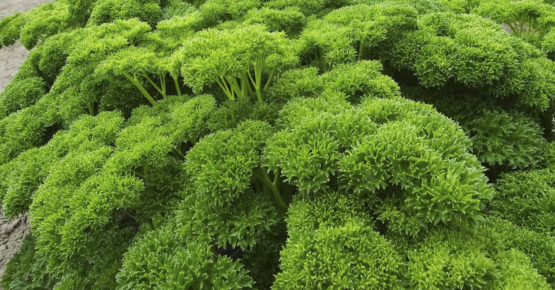 Ngò tây (Parsley)