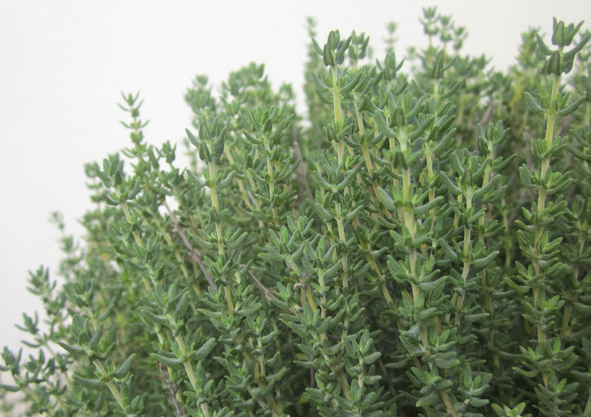 Xạ hương (Thyme)