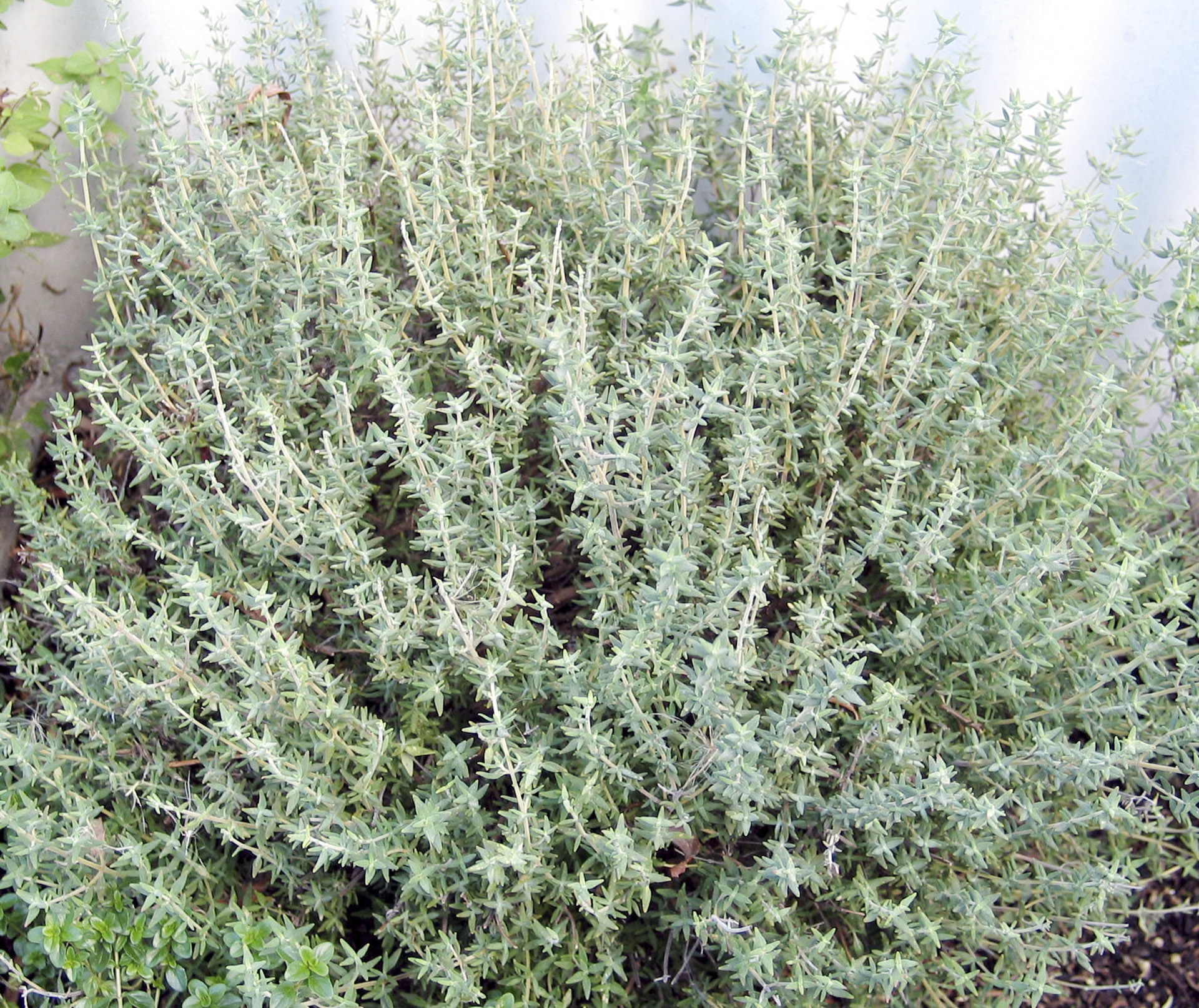 Xạ hương (Thyme)