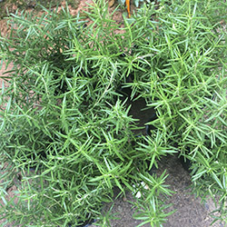 Cây hương thảo nhỏ