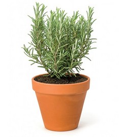 Cây Hương Thảo (Rosemary)
