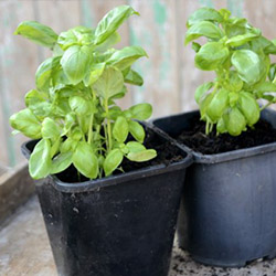 Cây quế tây (Basil)