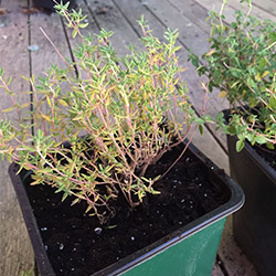 Cây xạ hương (Thyme)