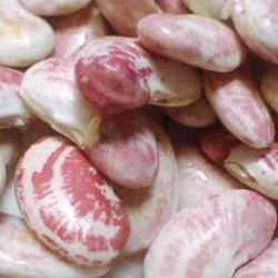Đậu ngự tươi