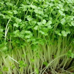Rau mầm củ cải trắng