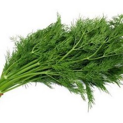 Thì Là ( Dill)