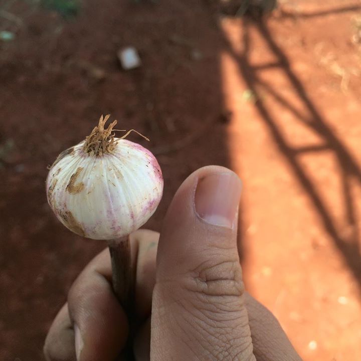Củ tỏi cô đơn