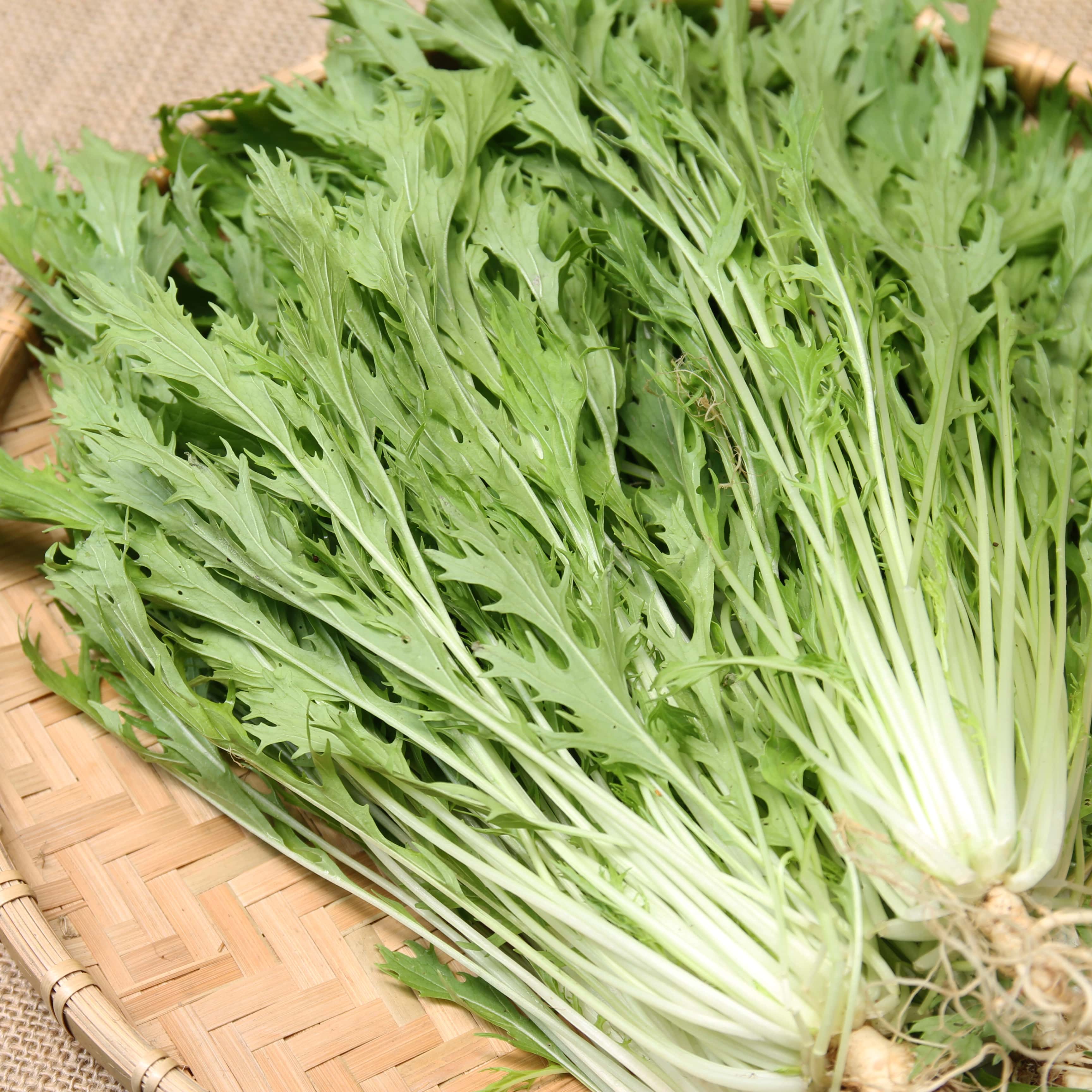 Cải mizuna