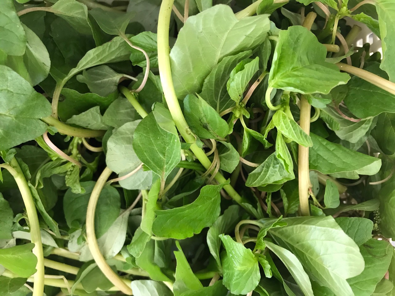 Rau dền cơm