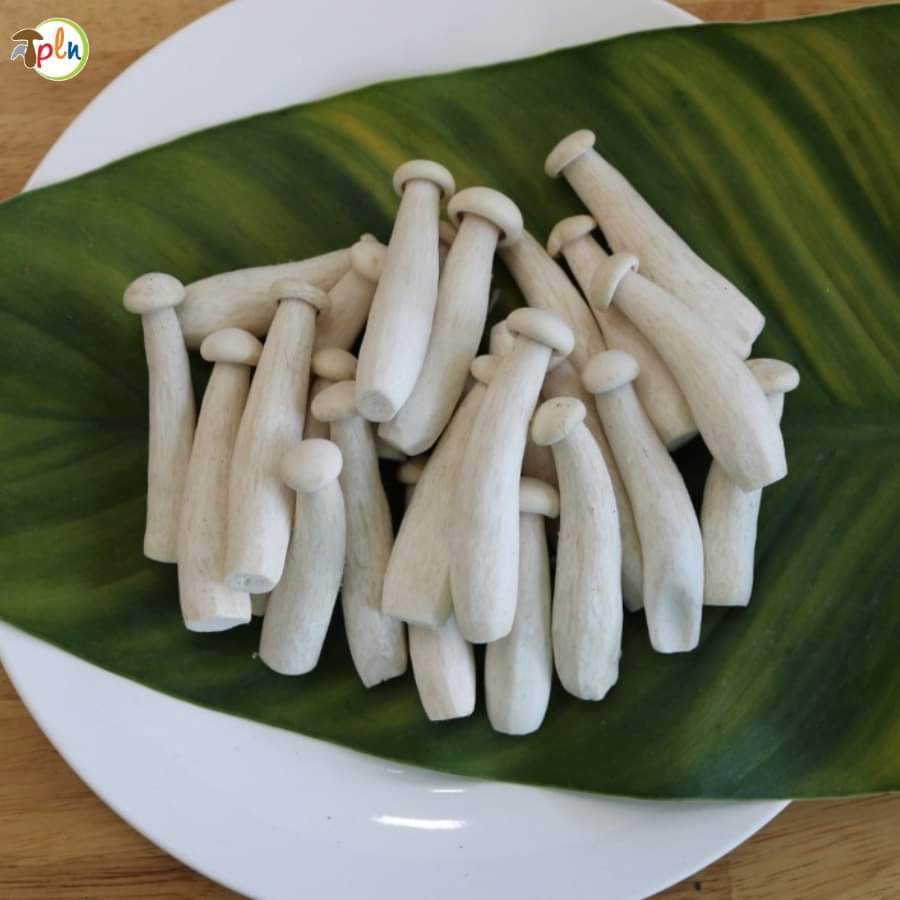 Nấm kim phúc