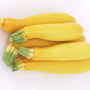 Bí ngòi vàng