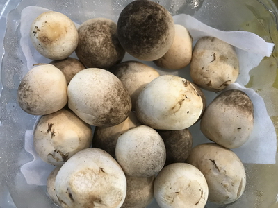 Nấm rơm