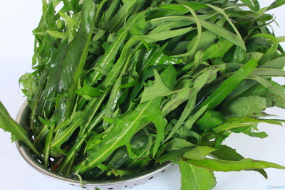 Bồ công anh