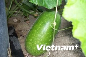 Khám phá công dụng làm đẹp khó tin của bí đao