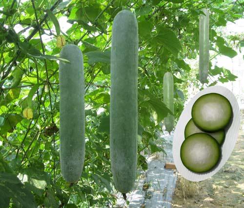 Vài cách dùng bí đao giải khát chữa bệnh